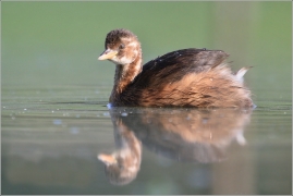 <p>POTÁPKA MALÁ (Tachybaptus ruficollis)</p>